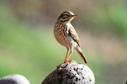 Corre Caminhos Anthus bertheloti maderensisFilipe viveiros.red