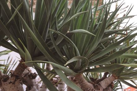 Dragon tree