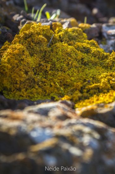 Lichen (c) Neide Paixão