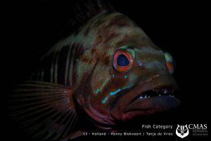 FISH Category 18º CMAS World UW Photography13