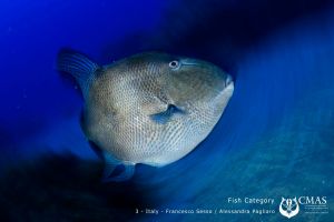 FISH Category 18º CMAS World UW Photography3
