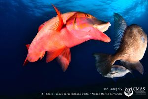 FISH Category 18º CMAS World UW Photography4