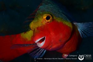 FISH Category 18º CMAS World UW Photography7