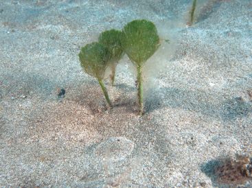 Penicillus turbinata (c) Pedro Neves