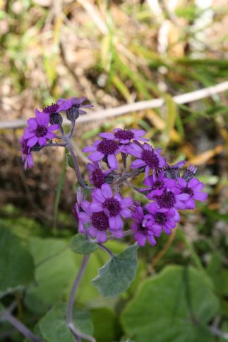 Pericallis menezesii (c) Francisco Fernandes