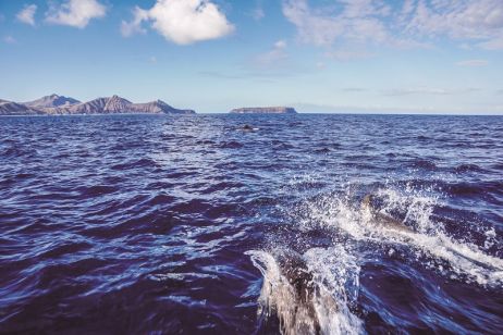 Cetaceans (c) Pedro Menezes