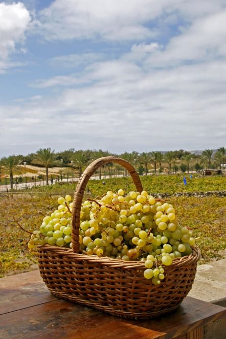 Vitis vinifera Porto Santo